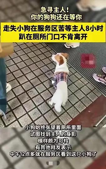 泪目了，一位大哥国庆icon假期上高速回家，结果去了服务区后，把自己的狗狗落在了