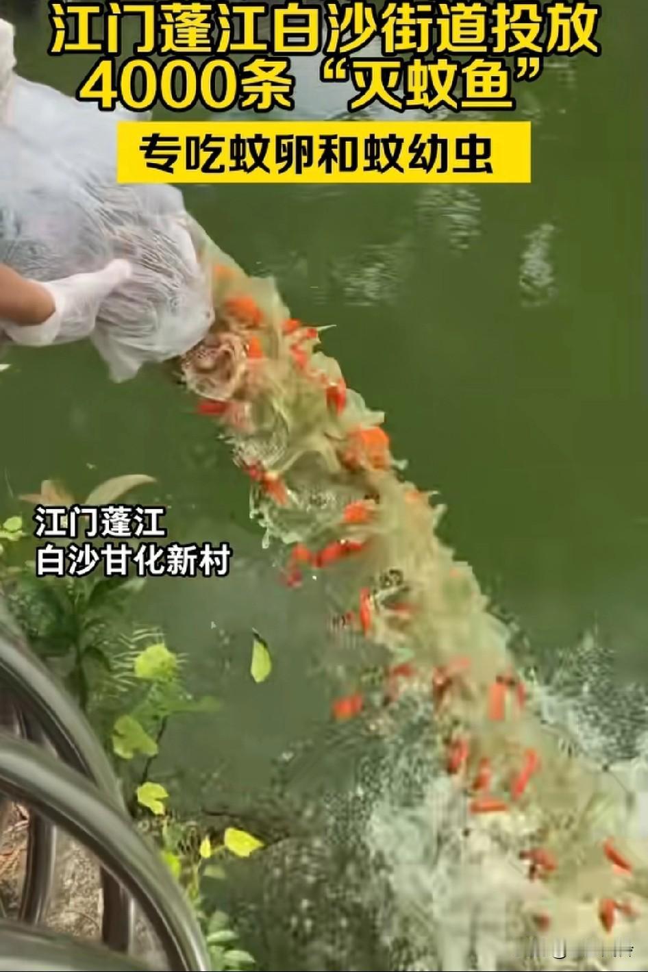 蚊子天敌来了！江门蓬江白沙街道头发4000条“灭蚊鱼”，专门吃蚊子卵和蚊子幼虫