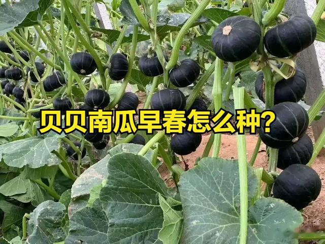 贝贝南瓜早春怎么种? 学会这5点, 一茬接一茬, 菜农不要错过