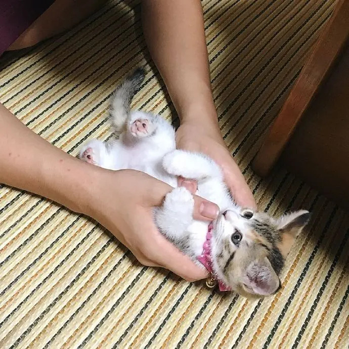 主人把小猫咪捧在手心，它渐渐地睡着了！