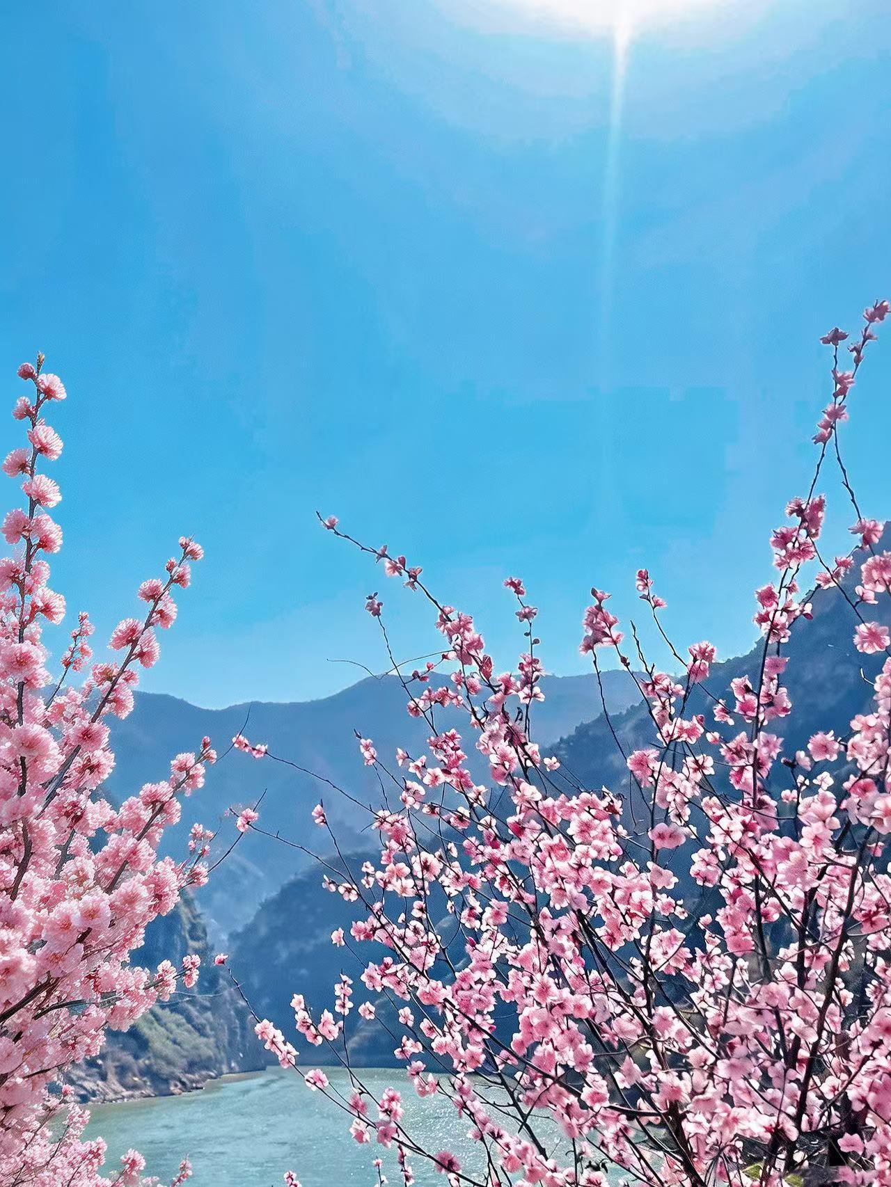 😭西安周边最美悬崖桃花！错过真的会遗憾。谁懂啊！一边在百米悬崖心跳加...