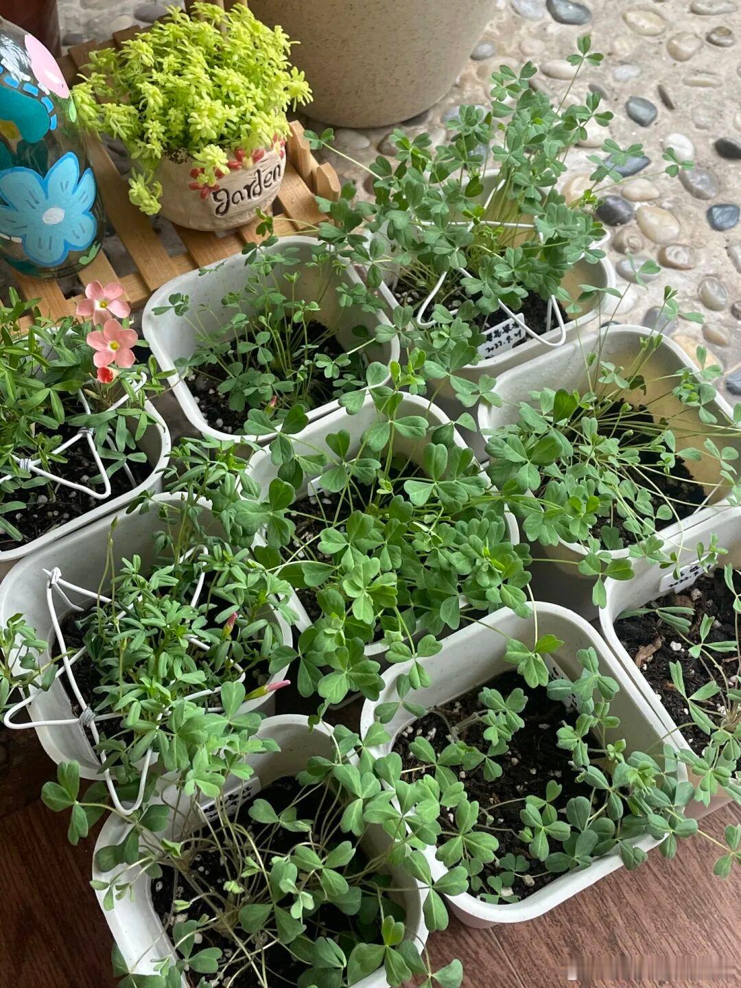 今天介绍秋天适合养的花1、秋植酢浆草不管是哪一种花色的酢浆草，开花数量真的很不错