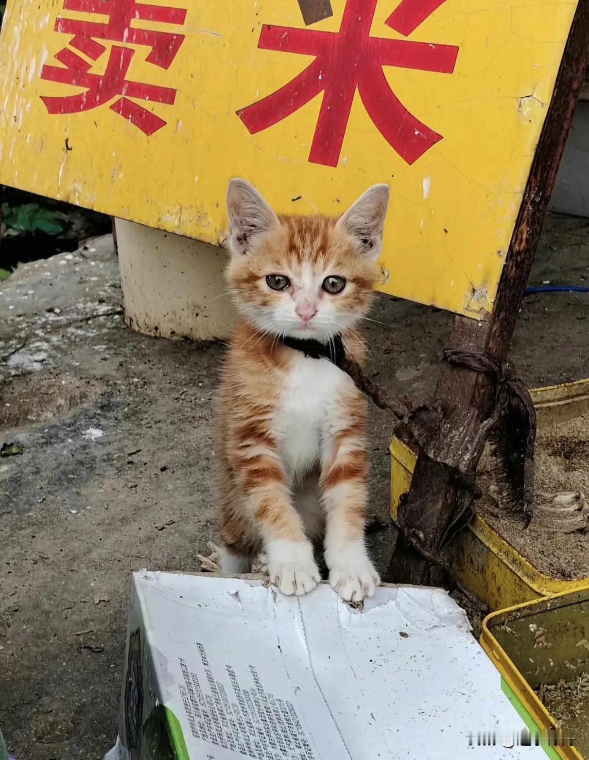 米店老板把小猫拴在门口，又不给吃的，小猫饿得嗷嗷叫。米店隔壁正好是一家早餐店，闻