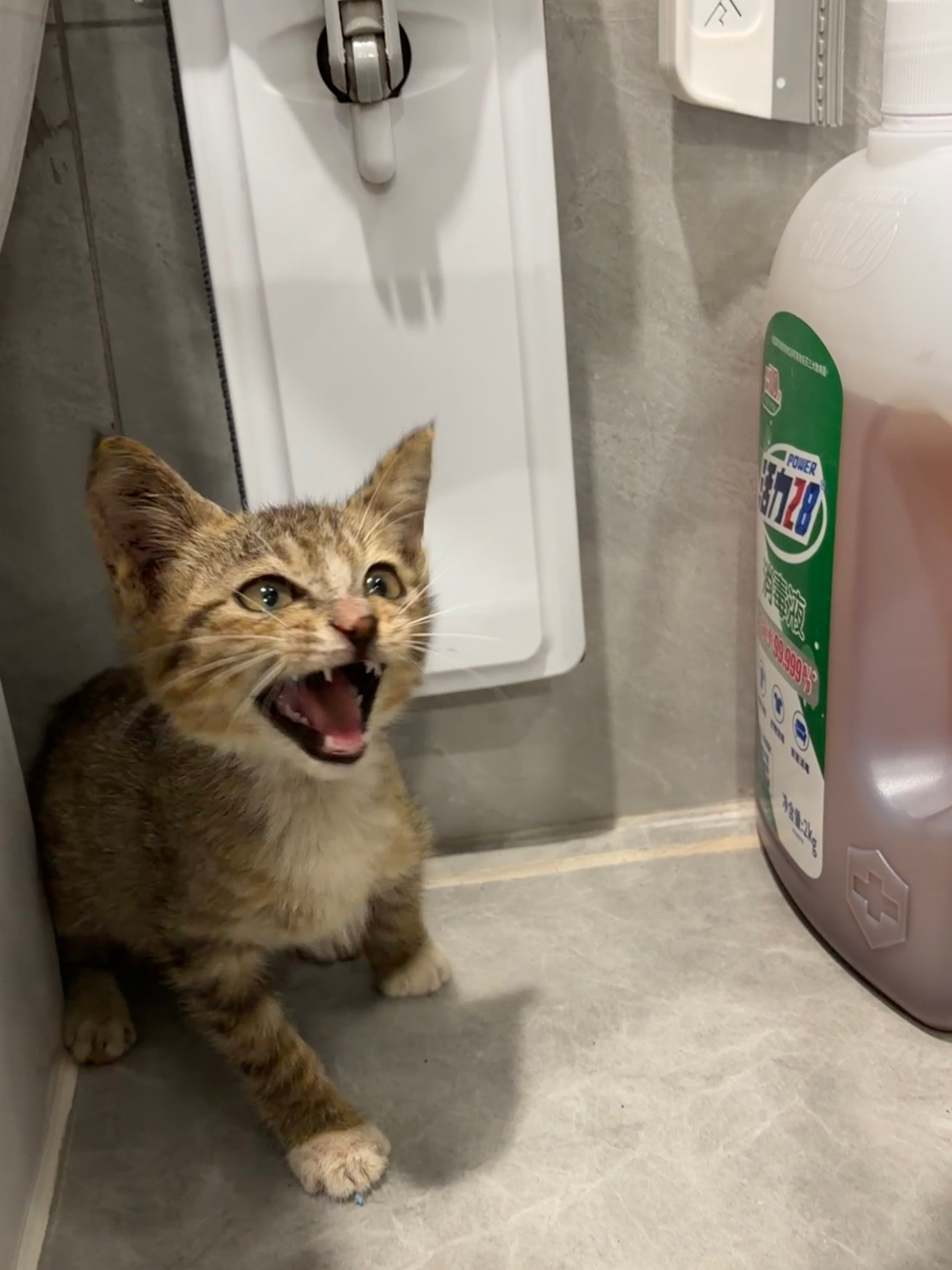 给小猫咪找领养定位：广州公猫梨花猫~四个脚是白色的声音特别奶萌吃嘛嘛香
