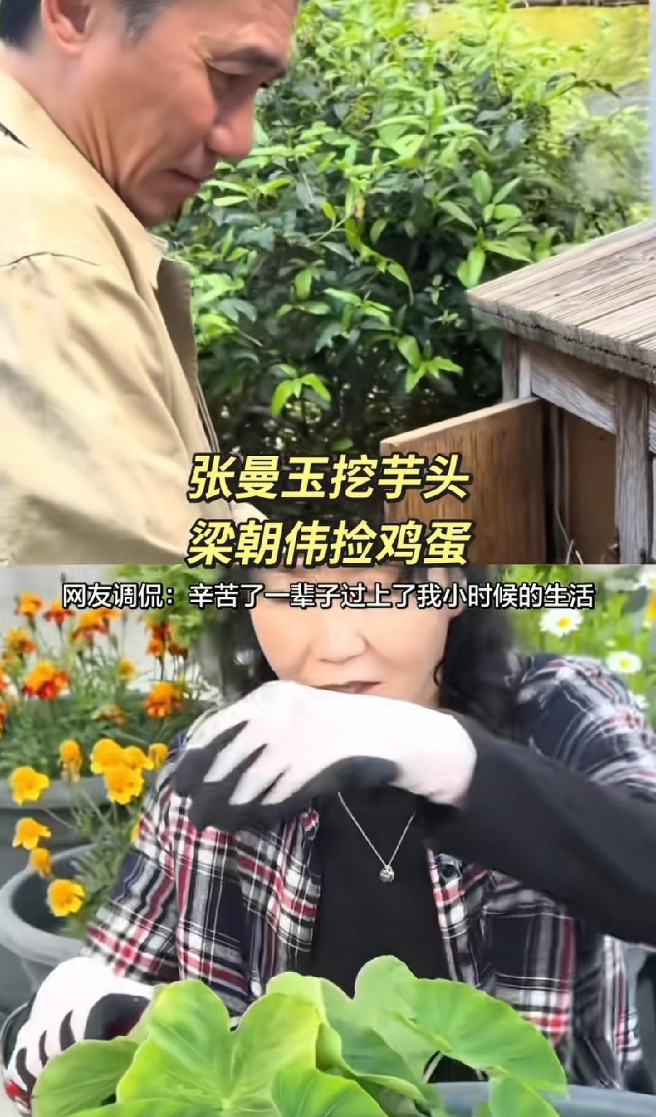 张曼玉挖芋头，梁朝伟捡鸡蛋，他们俩果然是最合适的一对，现在才发现这些明星努力奋斗