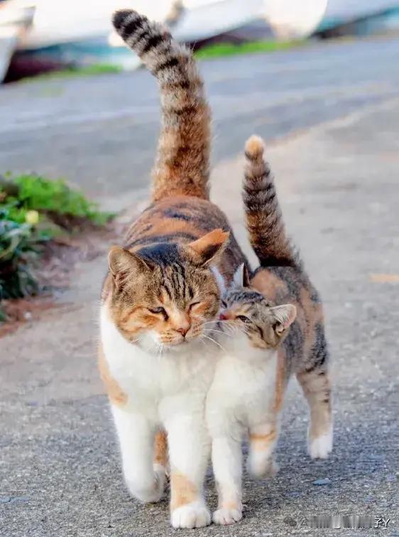 小猫咪亲吻最爱的妈妈[比心]​​​