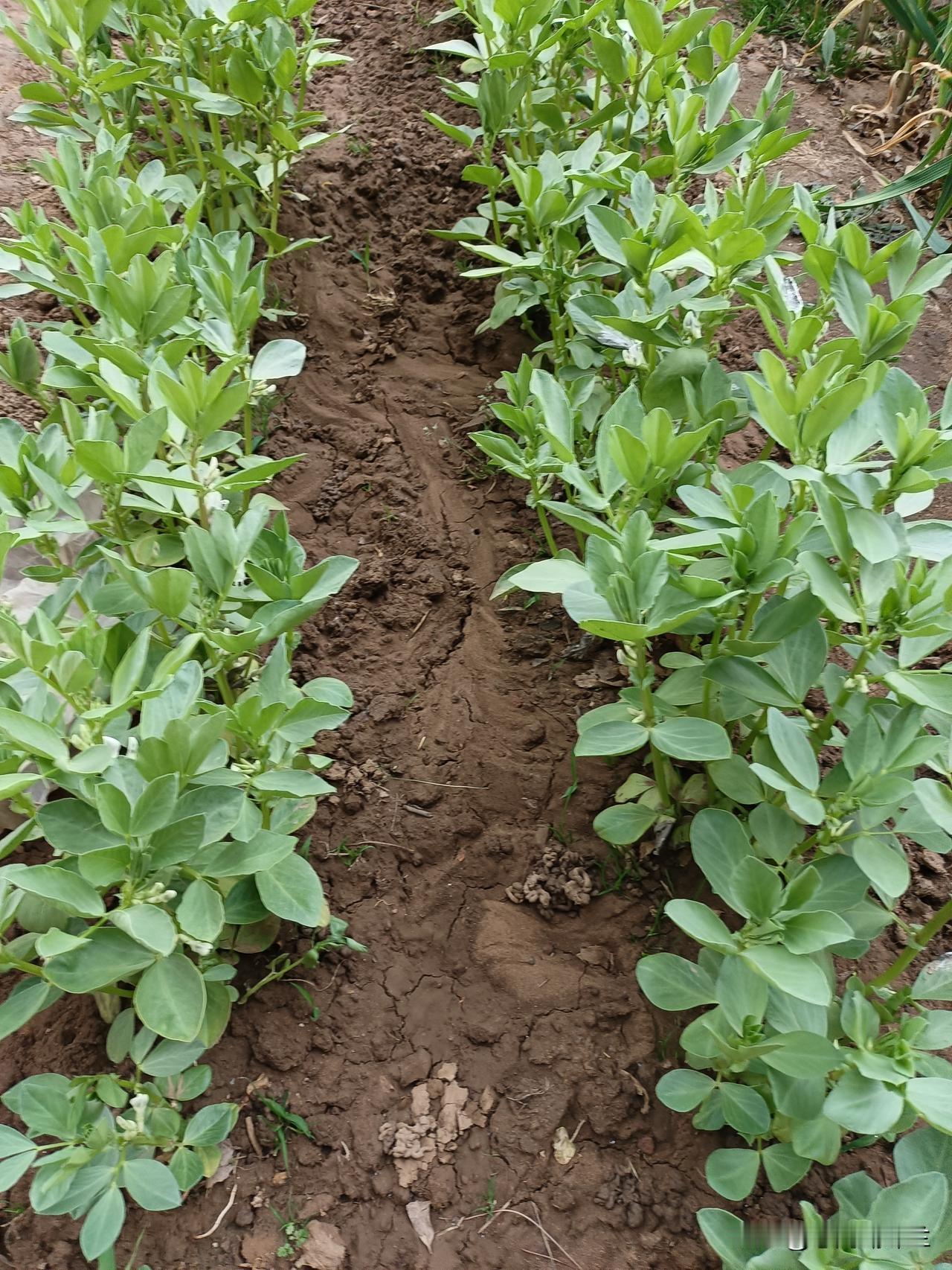 我家的蚕豆终于长花苞了，这些蚕豆种了有20多天，长的还不错，离长蚕豆的日子不远了