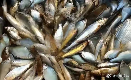 央视直接重拳出击，临沂强盛淡水鱼水产批发市场彻底塌房！🤯那些为了图新鲜、活蹦乱