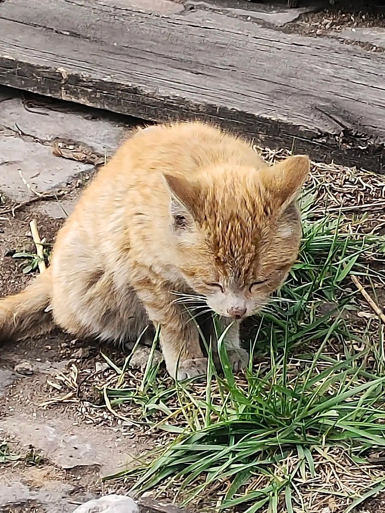 爱吃青草🌿的桔猫，上午吃上午，下午吃下午。真神！[红脸笑]​​​