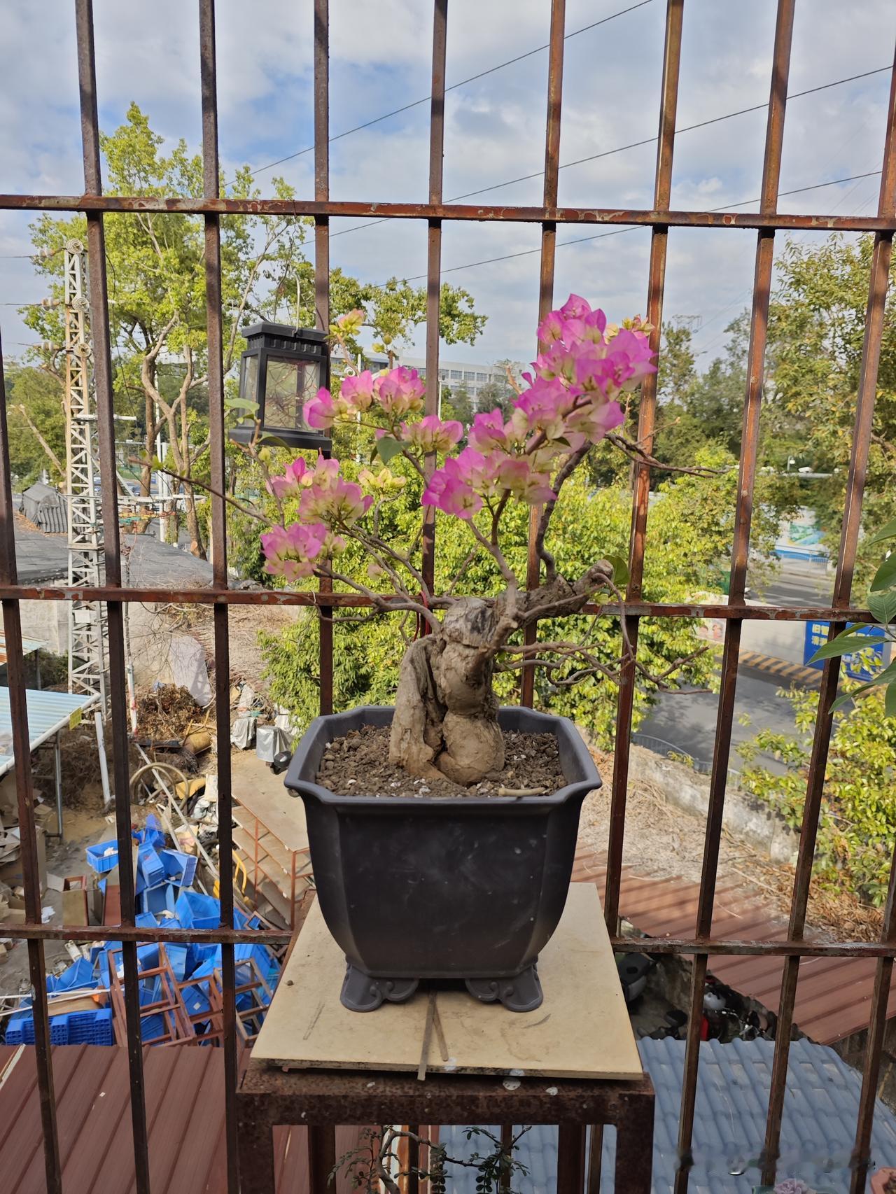 这盆景盘的可以[赞]