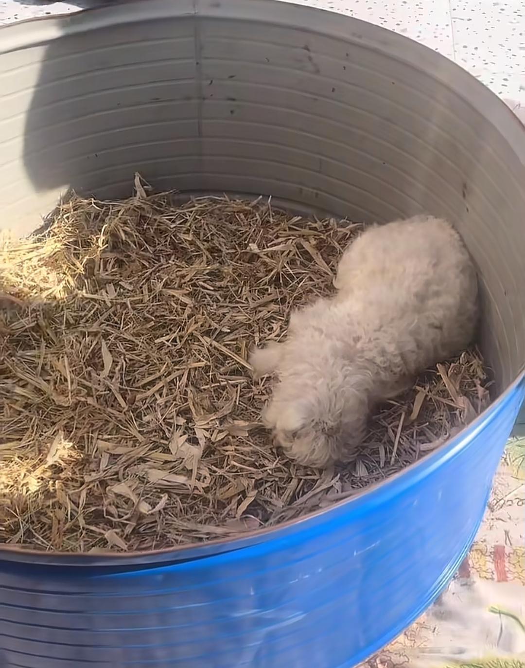 谁懂啊！一只小羊装死，把身价从420百摇身一变就变成到30万事情发生在宁夏，