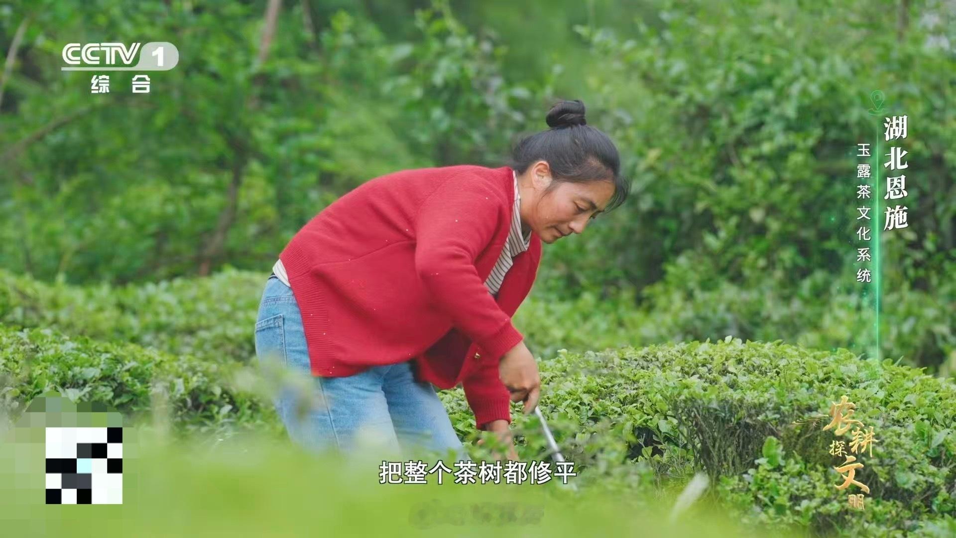 茶树做发型看得好解压看茶树修剪太疗愈了！茶农熟练轻修保持树形，深修时精准去除病枝