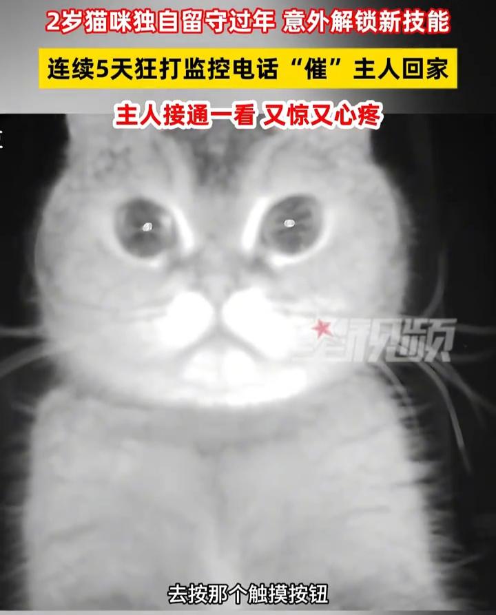 太有灵性了！浙江宁波，女子回东北老家过年，因为距离太远，就把猫猫放在了家里，没成