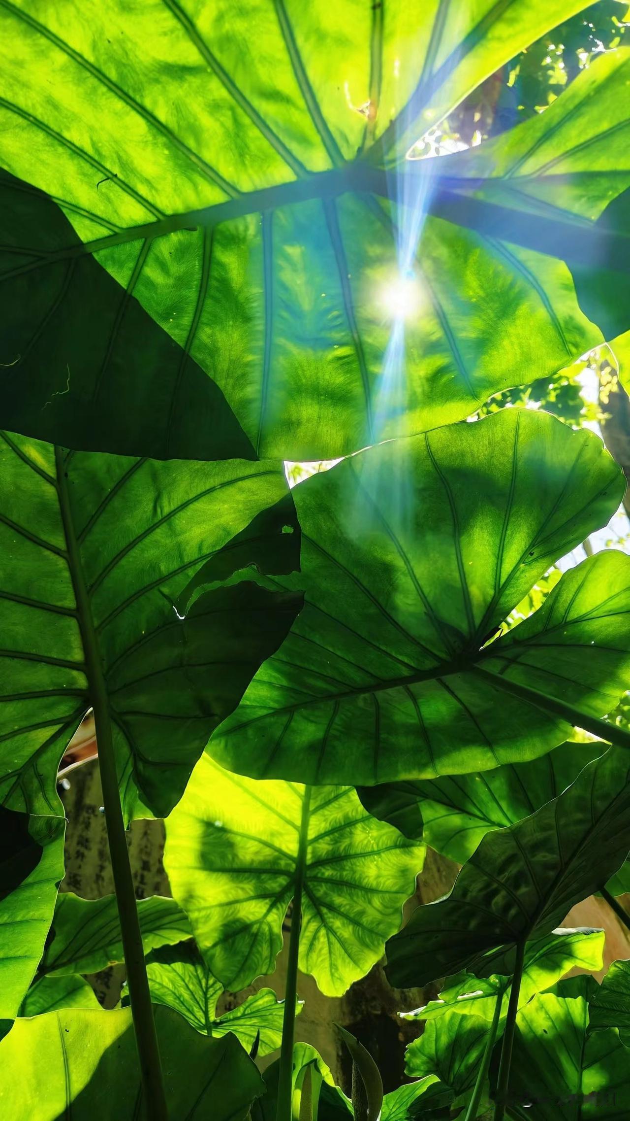 天有天道，人有人道，地有地道。观天之道，才能合乎本源，和光同尘。执天之行，才