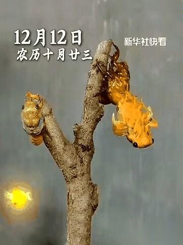 别跟我说什么科学，这事儿我只信玄学。两只金蝉，不早不晚，偏偏约好了在同一棵树、