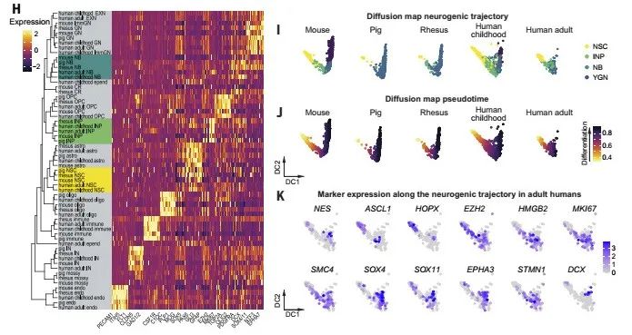 Science|硬核发现! 科学家证实人类海马体神经元晚年持续生成