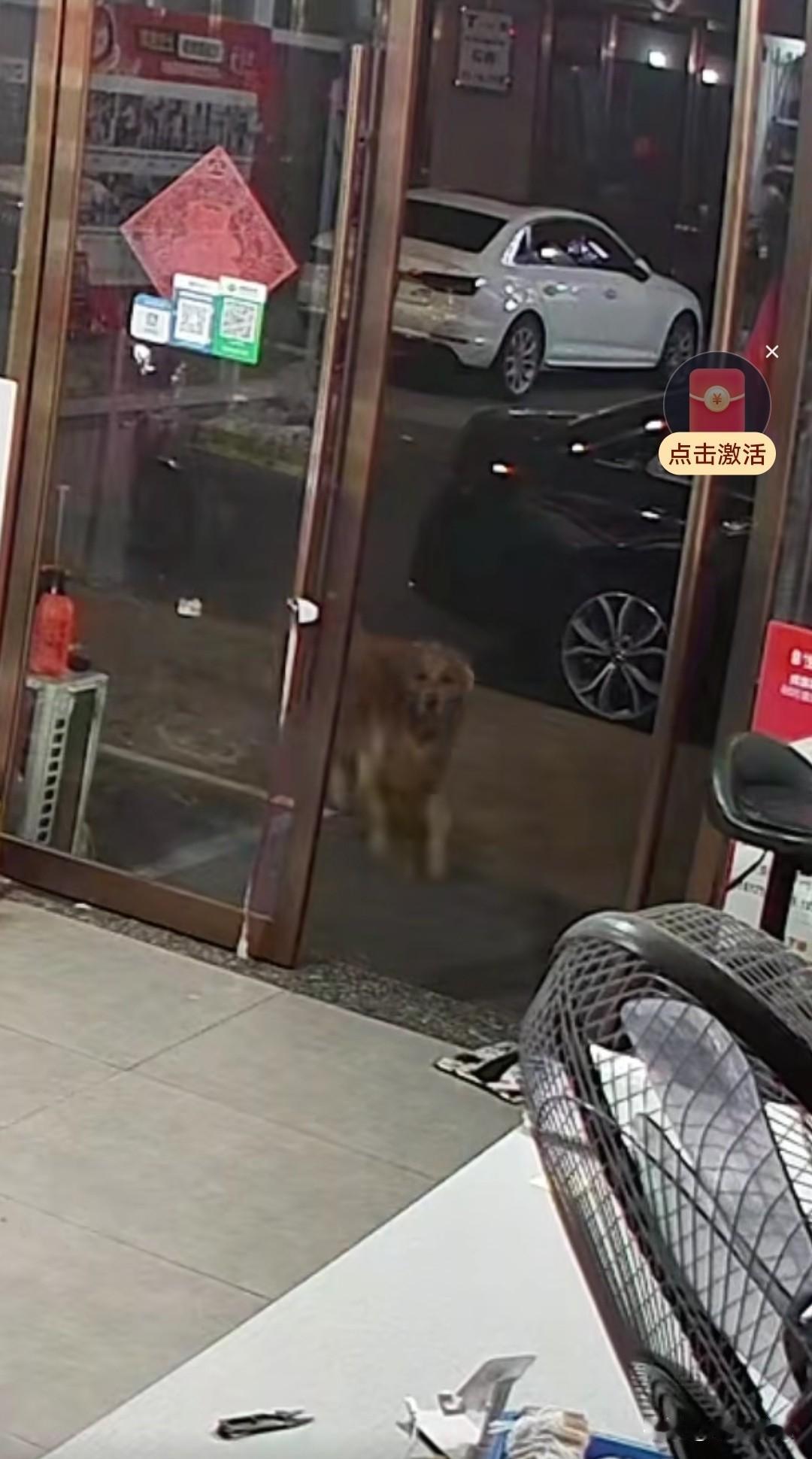 金毛悄悄溜出去玩耍，回到家发现屋里空无一人，它东张西望，满是疑惑与慌张，心想这下