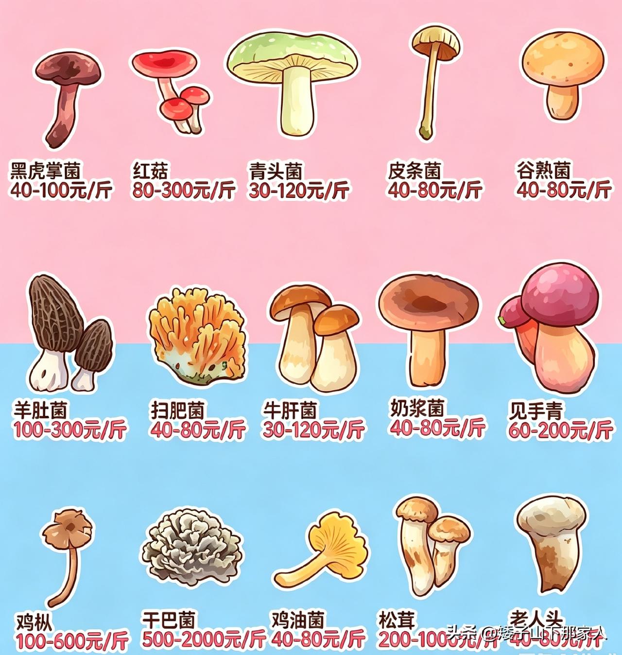 云南菌子