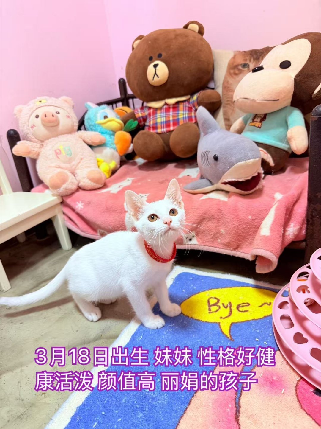 孩子和大哥长得真像啊，难怪我误会了，以为你们是一家。。猫咪深圳领养