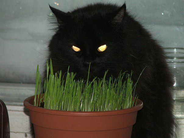 黑猫，夜晚的“人形夜视仪”。