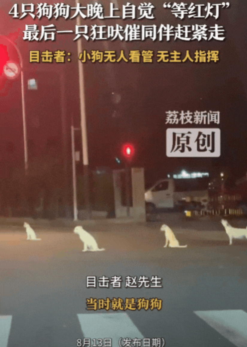 要成精了！江苏无锡，男子晚上回家，在路口发现4只狗狗，竟然在自觉“等红灯”，4只
