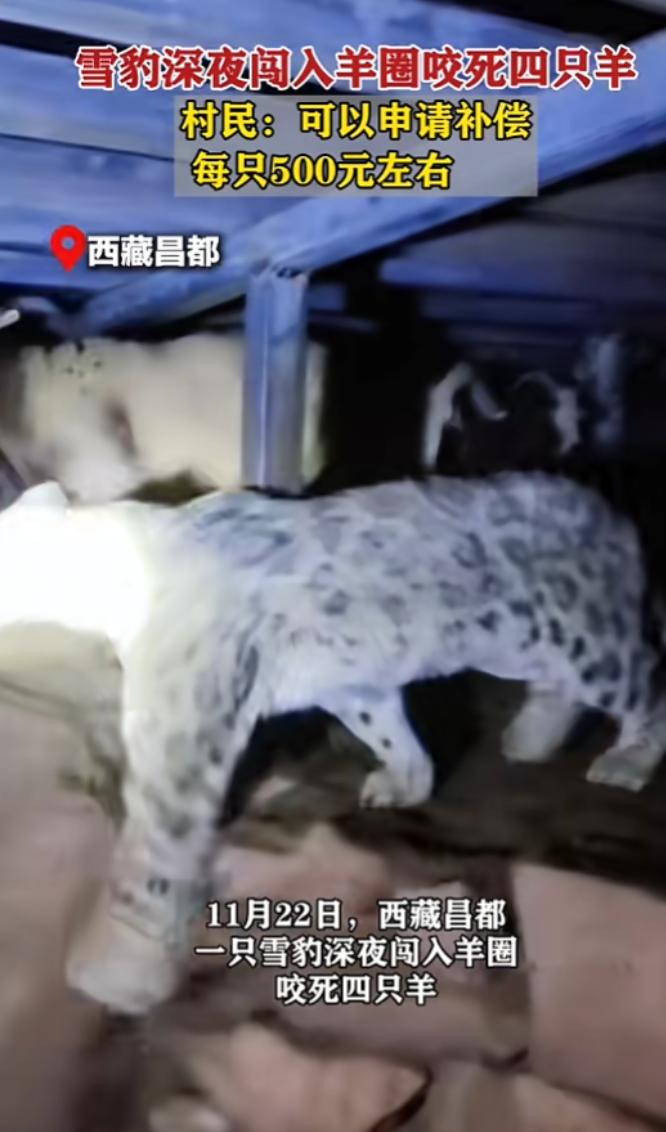 “太可怕了！”11月22日，西藏昌都，一牧民家羊圈深夜传出来阵阵惨叫，他意识到不