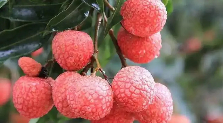 印度也爱荔枝，全球第二爱吃荔枝这玩意儿，咱们中国人都爱到