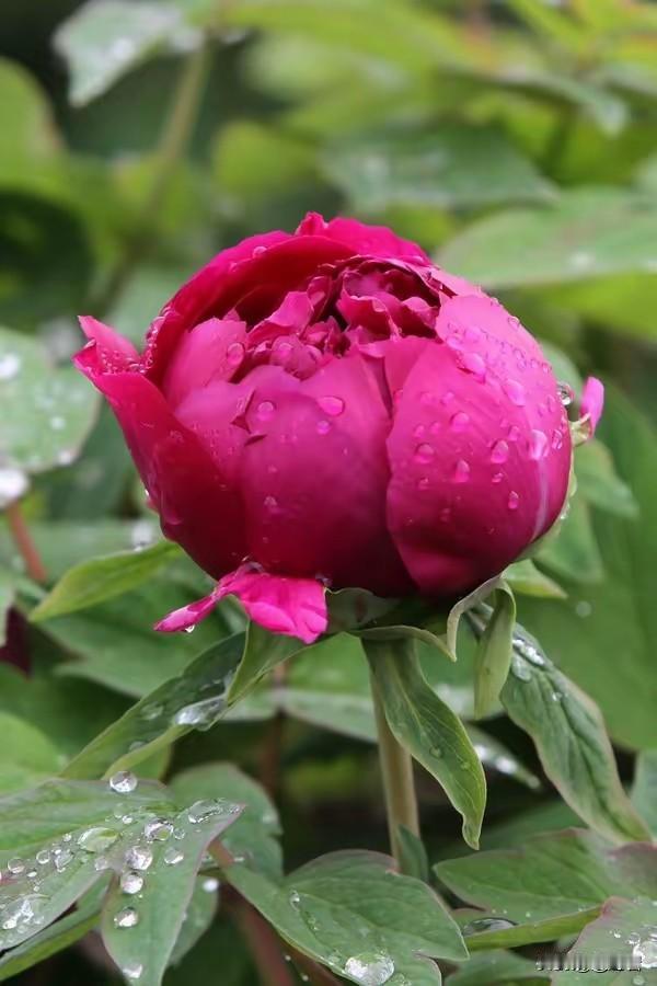 男人“征服”女人的秘诀一、女人被“征服”，本质是被安全感+吸引力双重降服