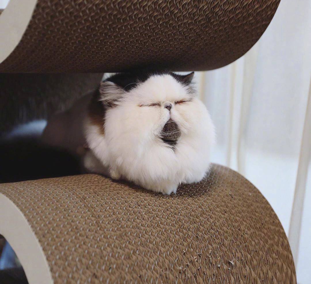 猫神仙...