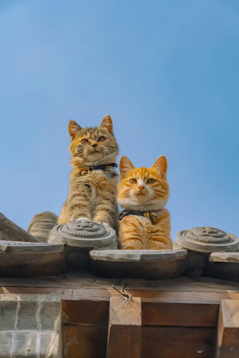 山西老宅上，拍到了成对宅兽😘​