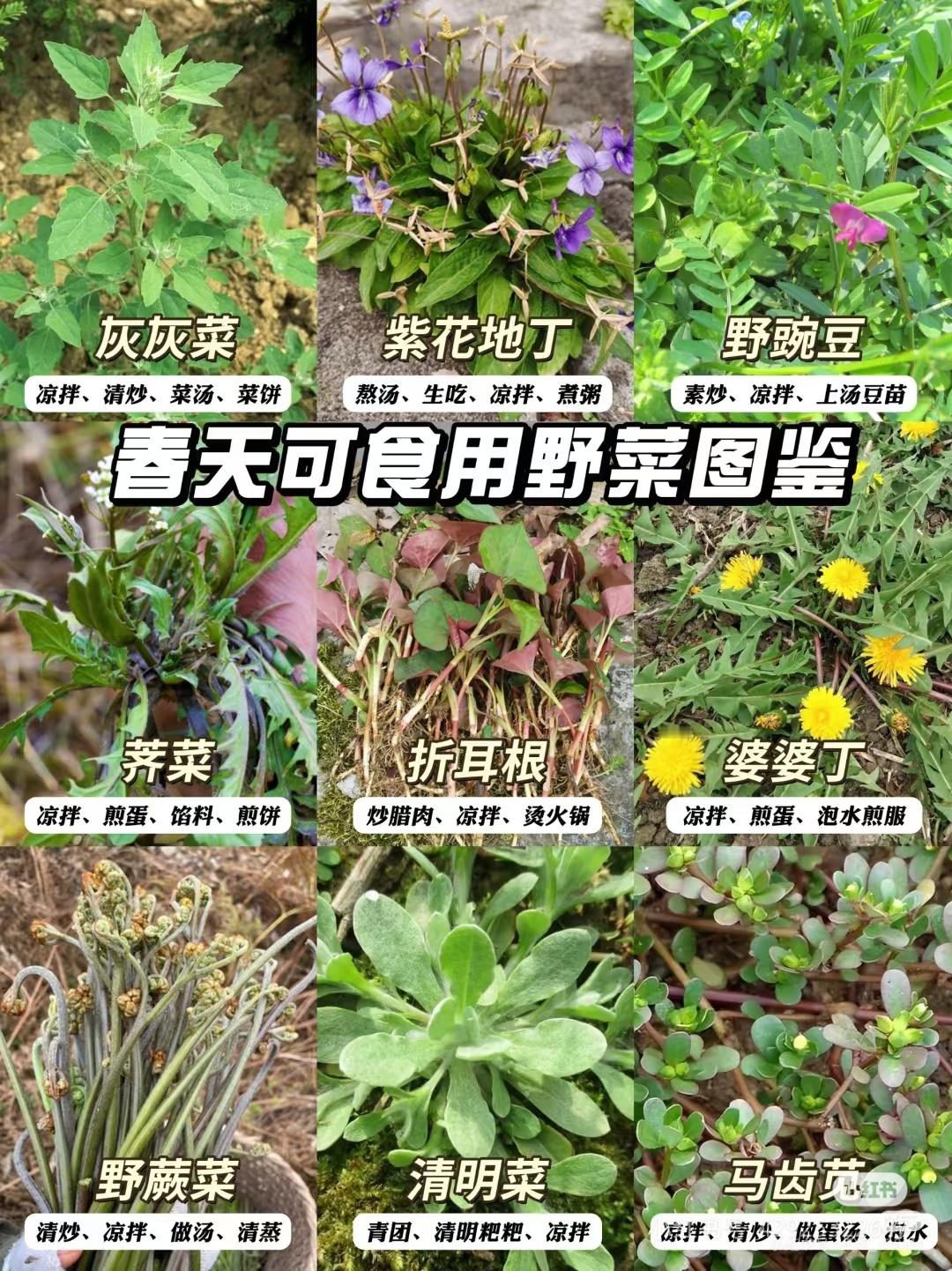 挖婆婆丁1⃣灰灰菜：盐菜、粉仔菜、灰条莱做法：灰灰菜洗净，焯水后凉拌，加蒜末、