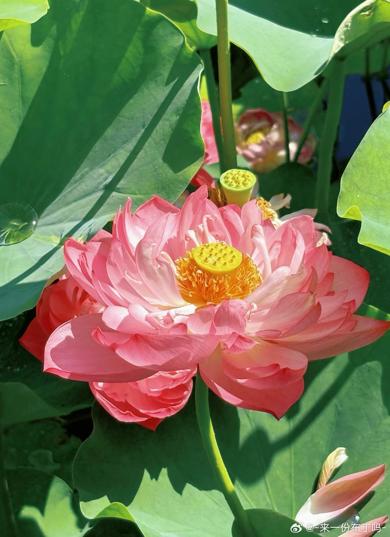 荷花种植方法一、选购荷花种子或幼苗，可选择已经培育好的幼苗或工程上常用的主藕繁殖