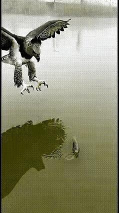 今天刷到一段画面，真是把人看愣了。老鹰本来是盯准水面往下一扎，爪子都碰到鱼了，
