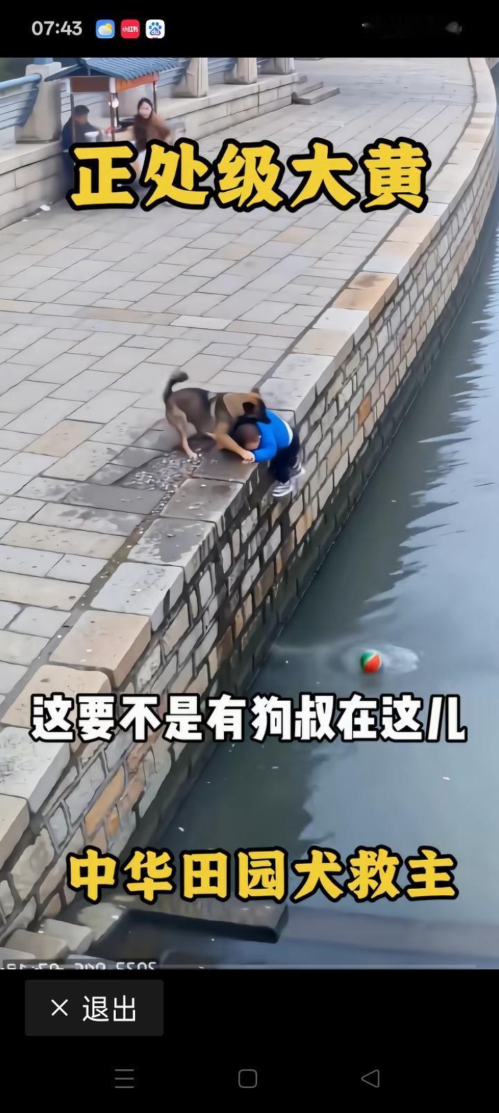 救命的狗，值得吃肉。连续看了好几遍视频，感觉不是段子。一个孩子追着皮球堪堪掉