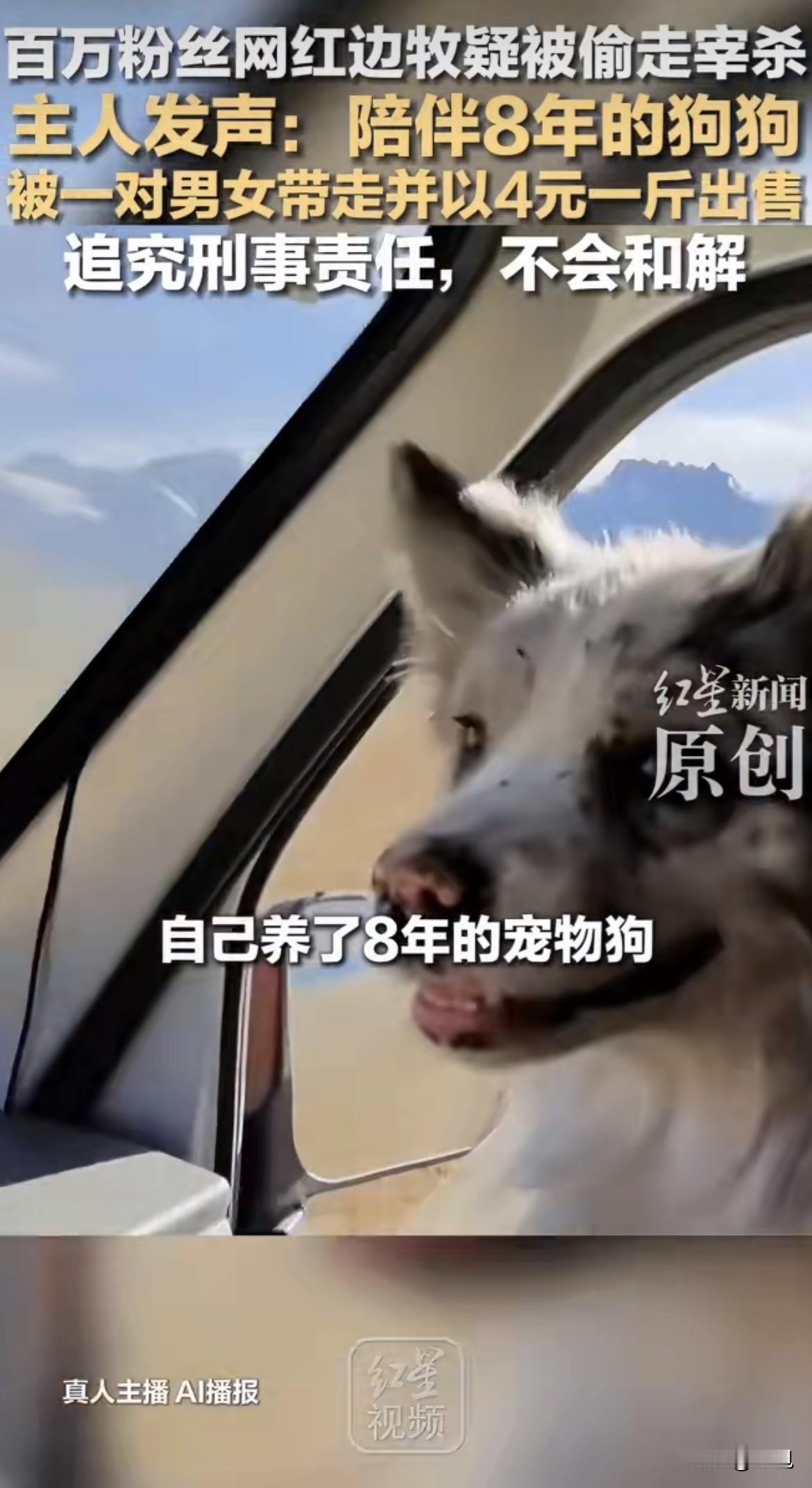 跨国追狗，这事听着像电影剧本，但它真的发生了。河南商丘一个人养了八年的网红边牧“
