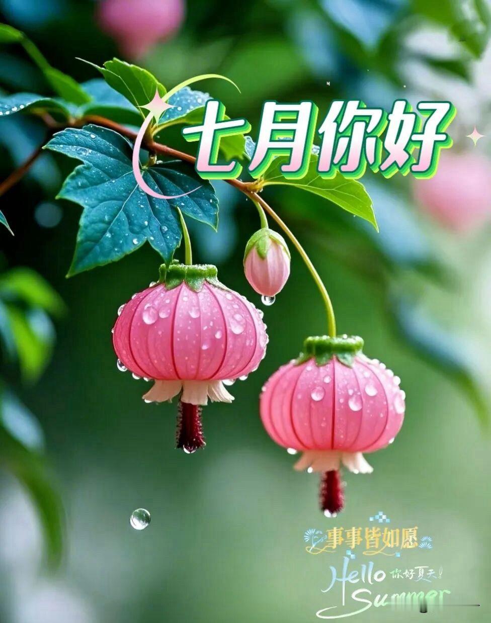 🌼²º²⁶/₀₇.₀₁*◡̈ᵕ̈周三｜早安祝福💕🍃🍎🐎仲夏风至，七