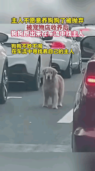 太可怜的狗，它被主人遗弃了，还在一辆车一辆车的找自己主人的车子。宠物店收养