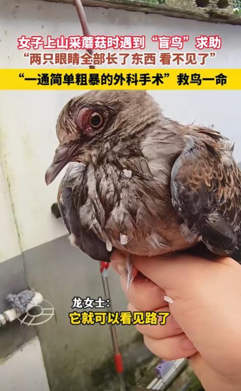 “万物皆有灵！”4月16日广西桂林，一女子上山采蘑菇时遇到“盲鸟”求助，女子摸了