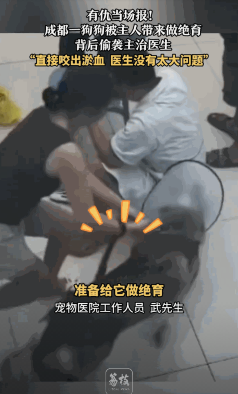 “有仇当场就报了！”四川成都，女子出于对狗狗健康考量，花费千八百块带狗狗去做绝，