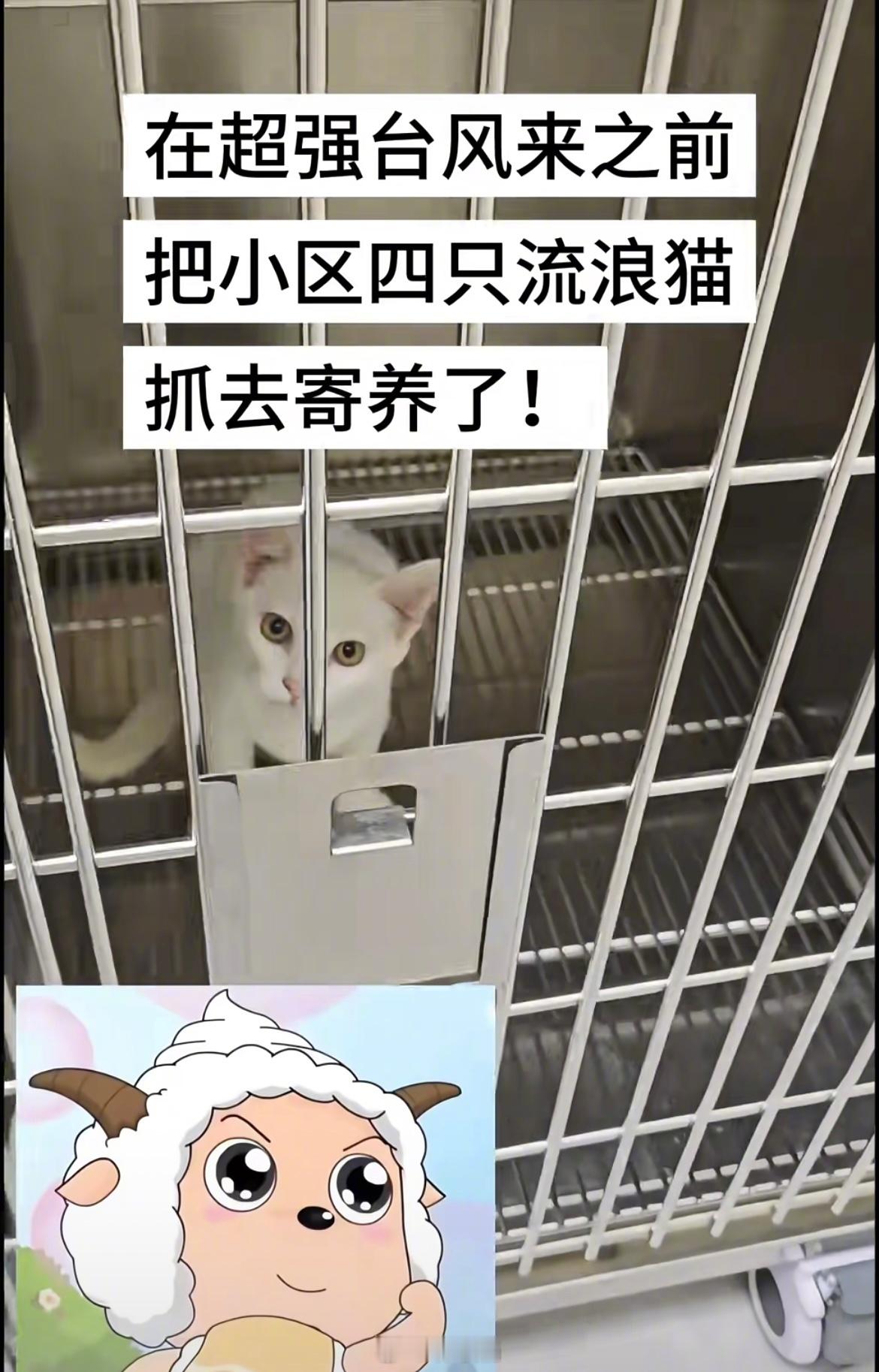 “台风前的流浪猫遇到了心软的神”我上网就是来看这些的[哭哭]​​​