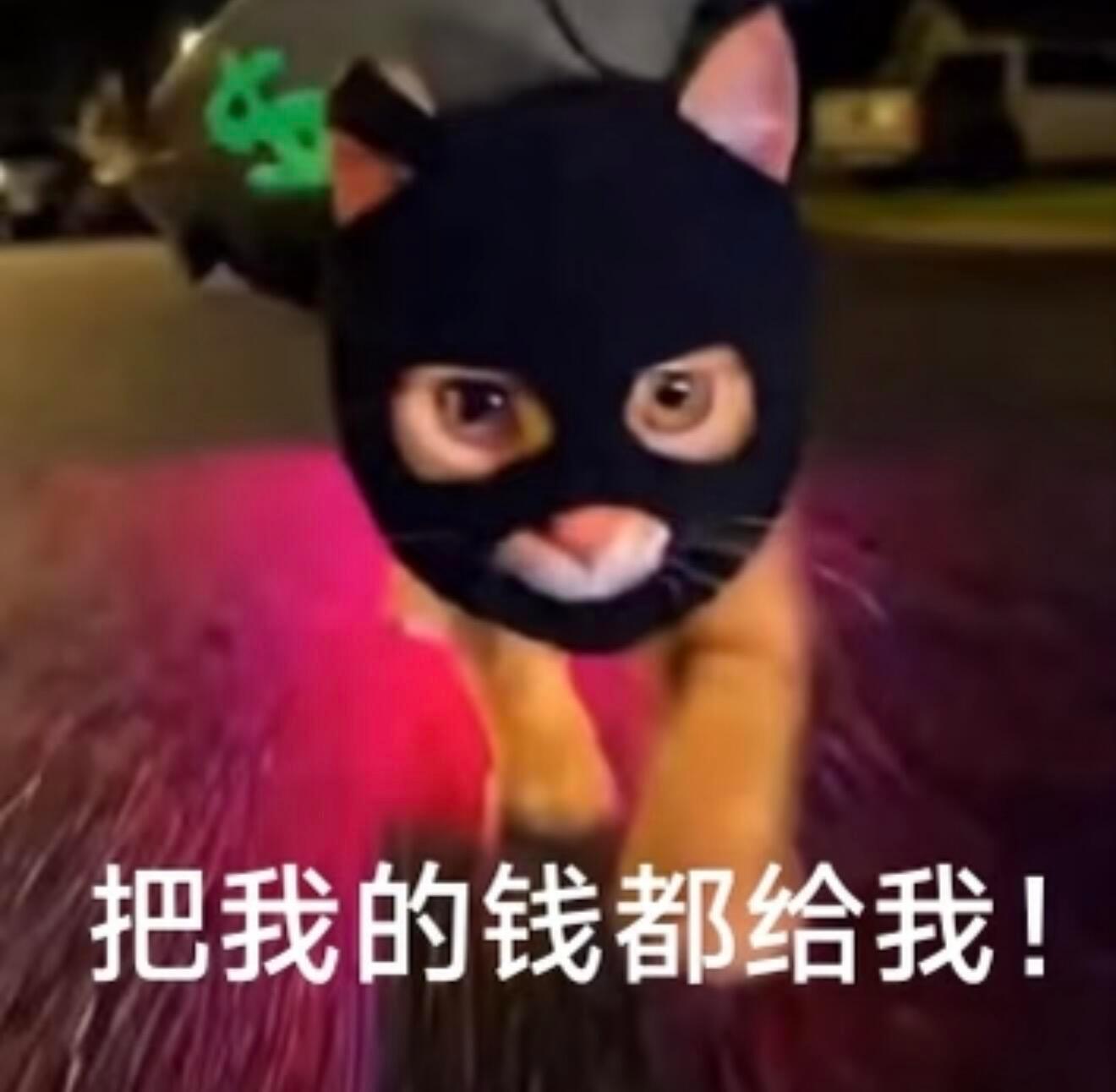 低脂小猫表情包更新