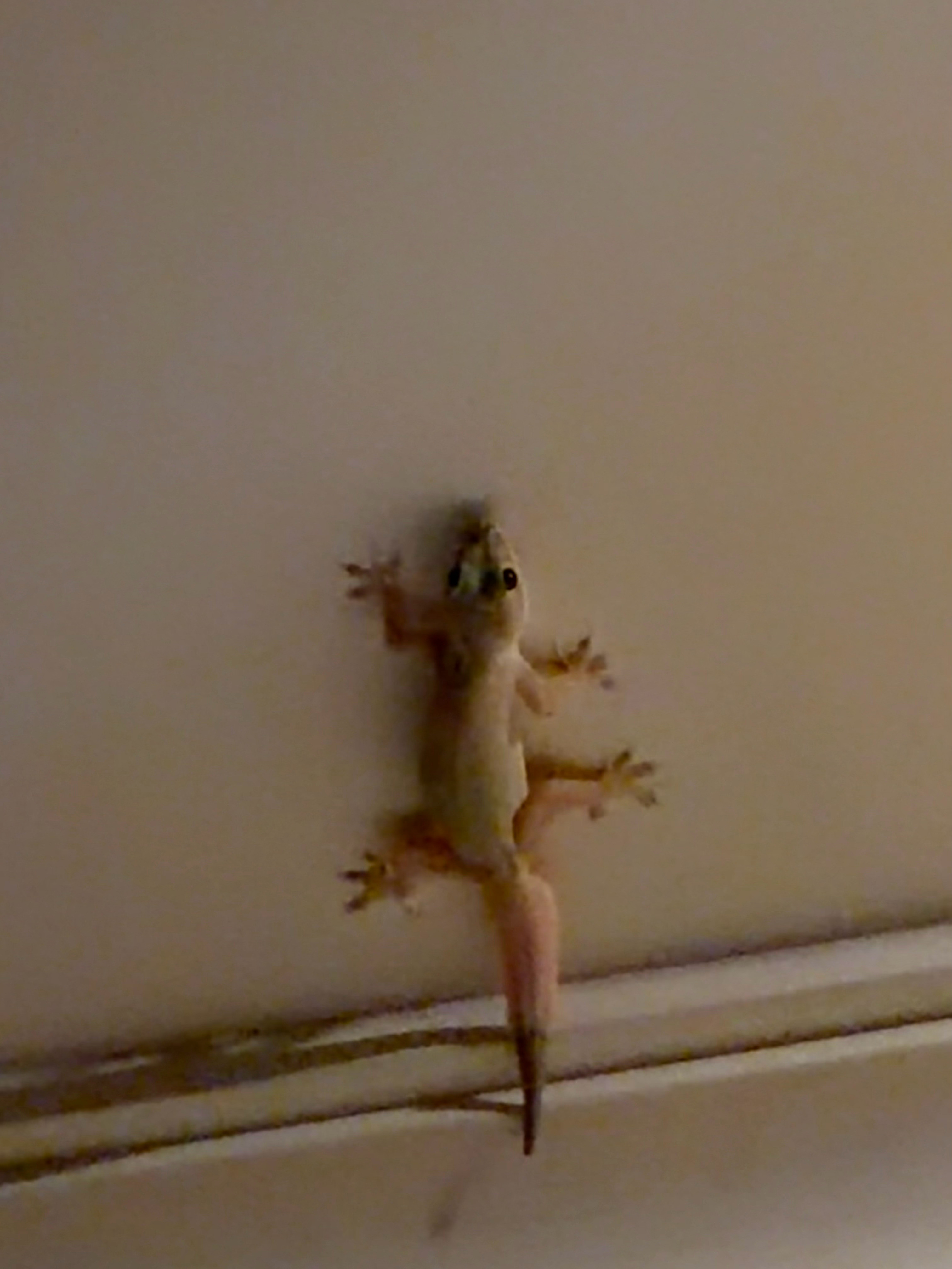 今天的大壁虎是粉色的🦎​​​
