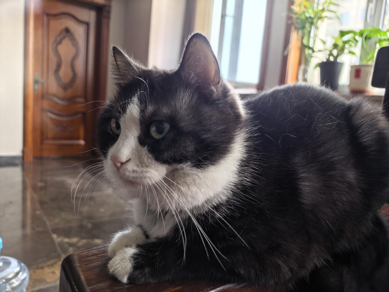 今天的一地鸡毛：给猫梳毛，被挠了，出血。考虑要不要打针。因为过几天要出门