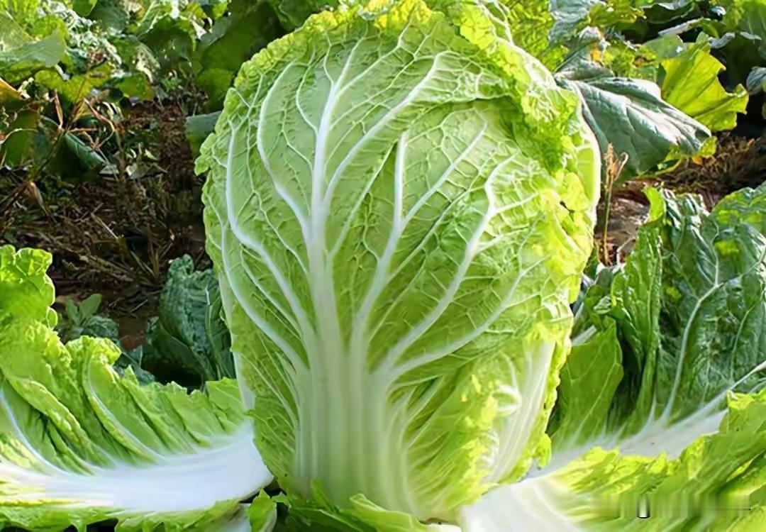 喜爱吃白菜的，有条件的去买出口到韩国的白菜，绝对安全！不是我们种不出好菜，而是