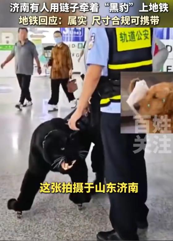“开眼了！”山东济南，一乘客用链条牵着一头“黑豹”，露着獠牙、模样威猛。然而仔细