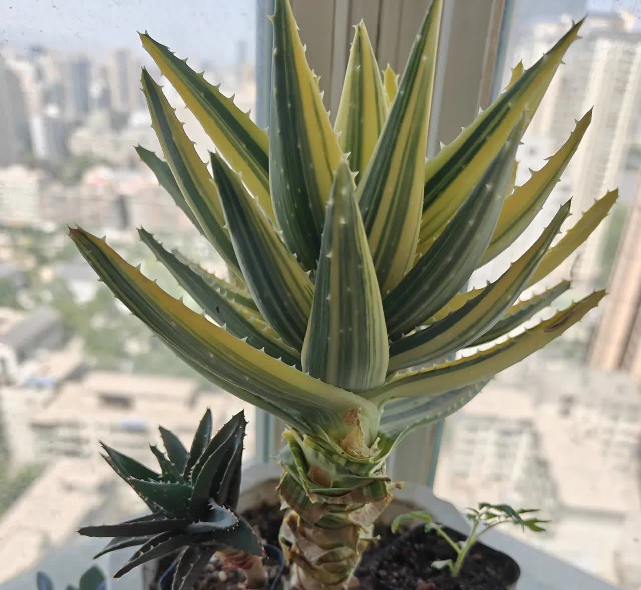 最近，看到网上层出不出的小作文以“谢盘子”的绰号或讥讽或谩骂歌手云朵，一无故事，