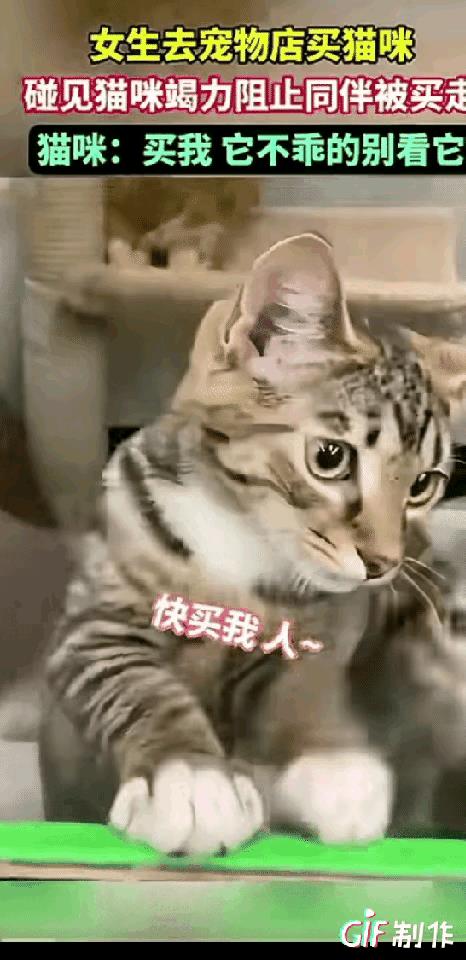 一名女子到宠物商店想买一只猫咪，它在隔着玻璃选猫的时候，一只狸花猫用渴望的眼神看