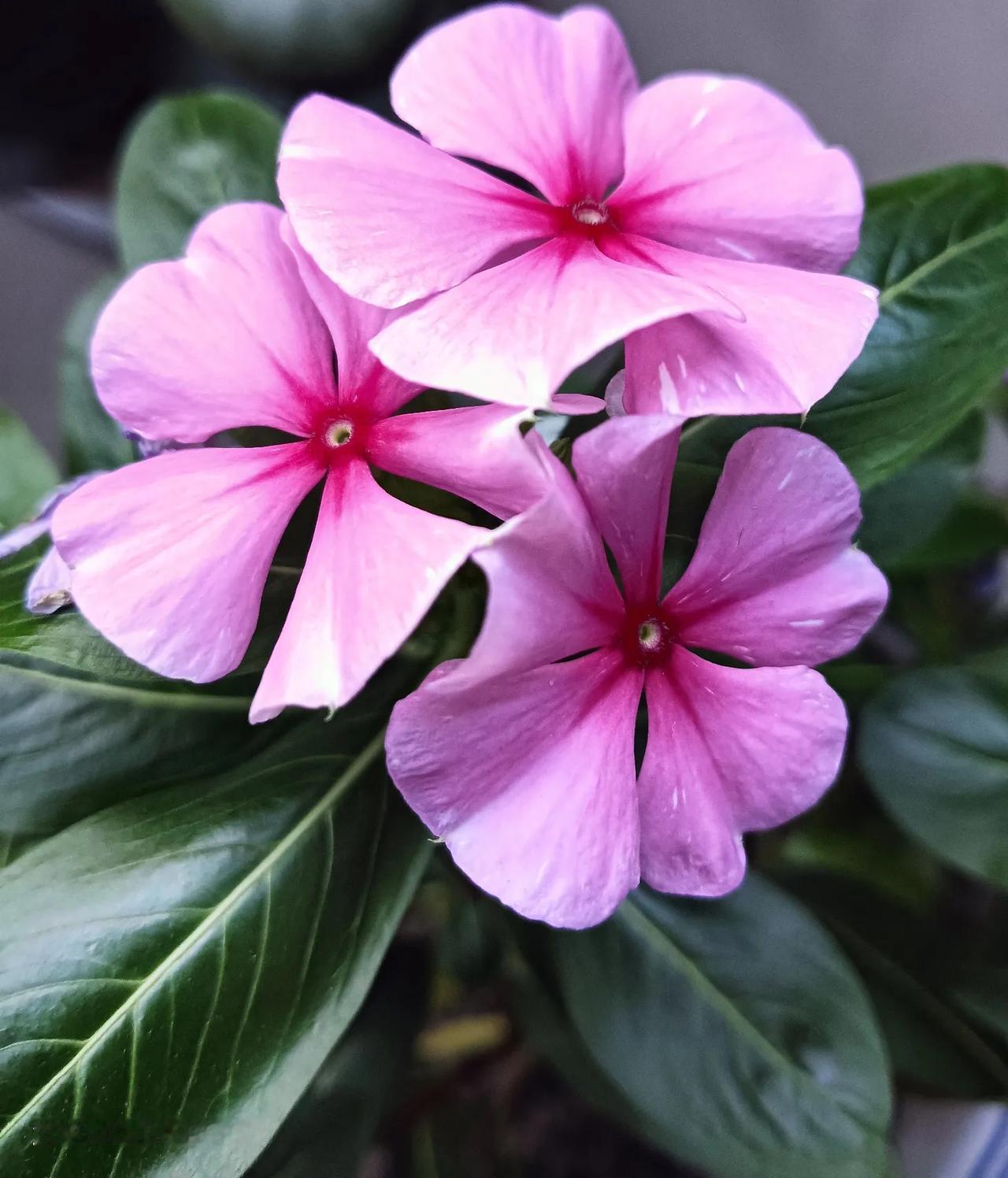 肾结石发作了，虽然我有经验，也早有准备，可还是让我痛不欲生。我以前每次生病，从不