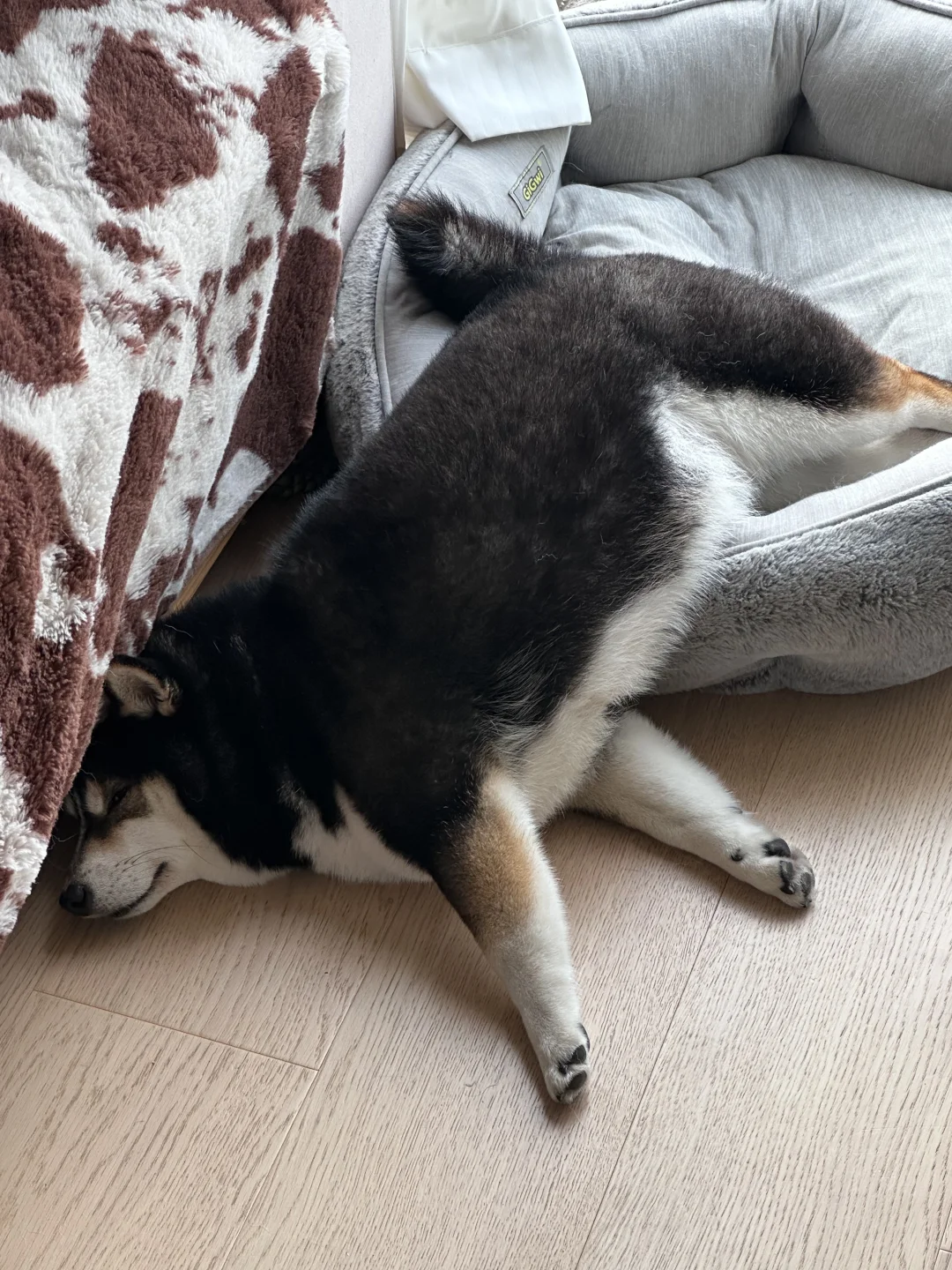 睡觉的姿势很曼妙