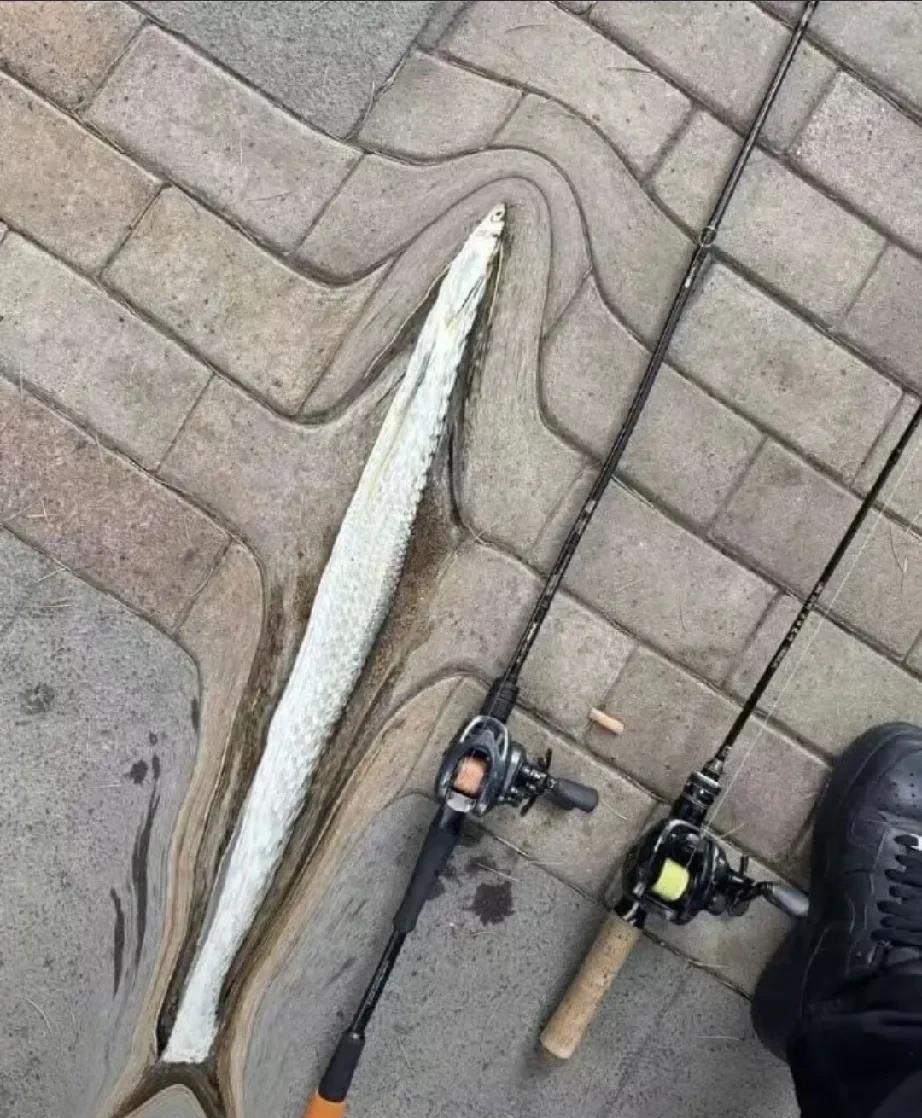 今天钓的鱼好大，够了，收工回家